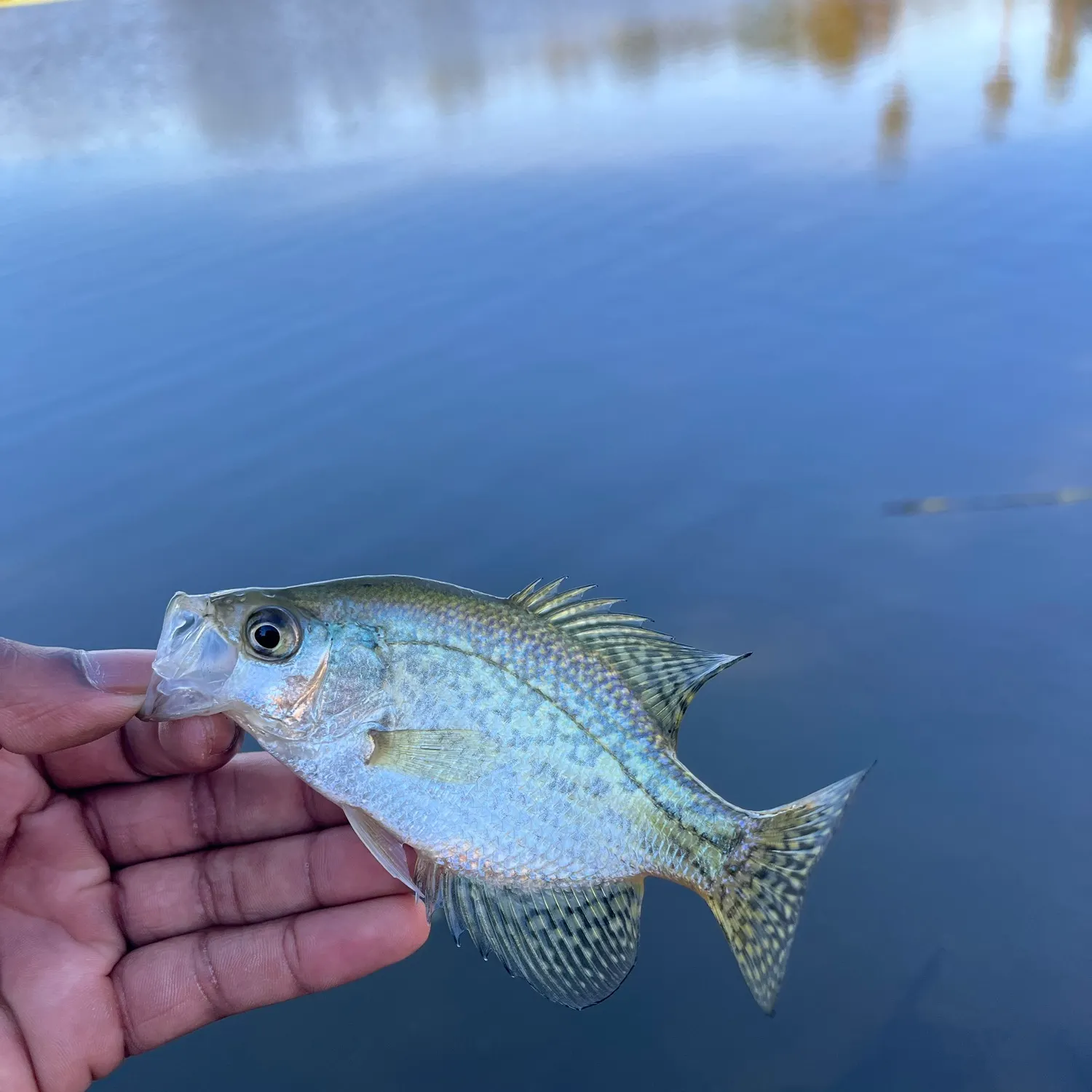 Black crappie caught on Fishbrain