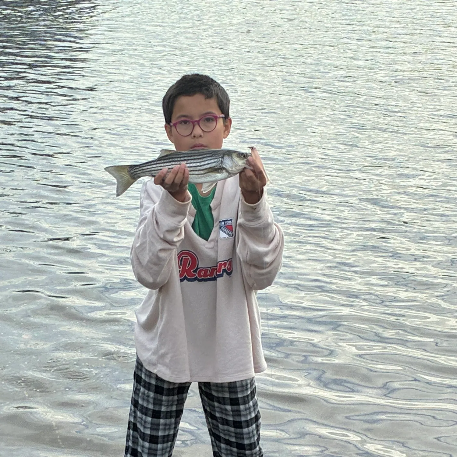 Striped bass caught on Fishbrain