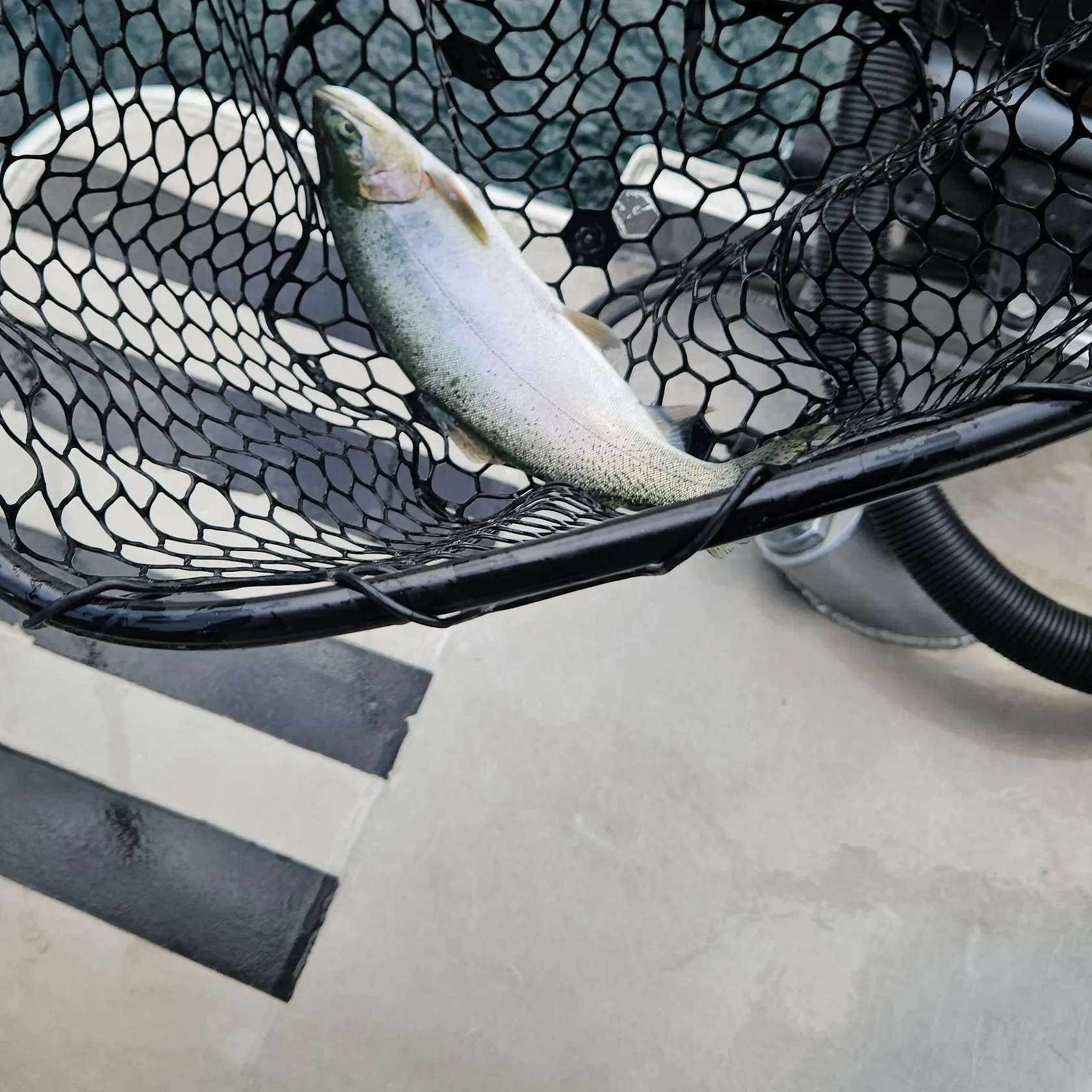 Westslope cutthroat trout caught on Fishbrain