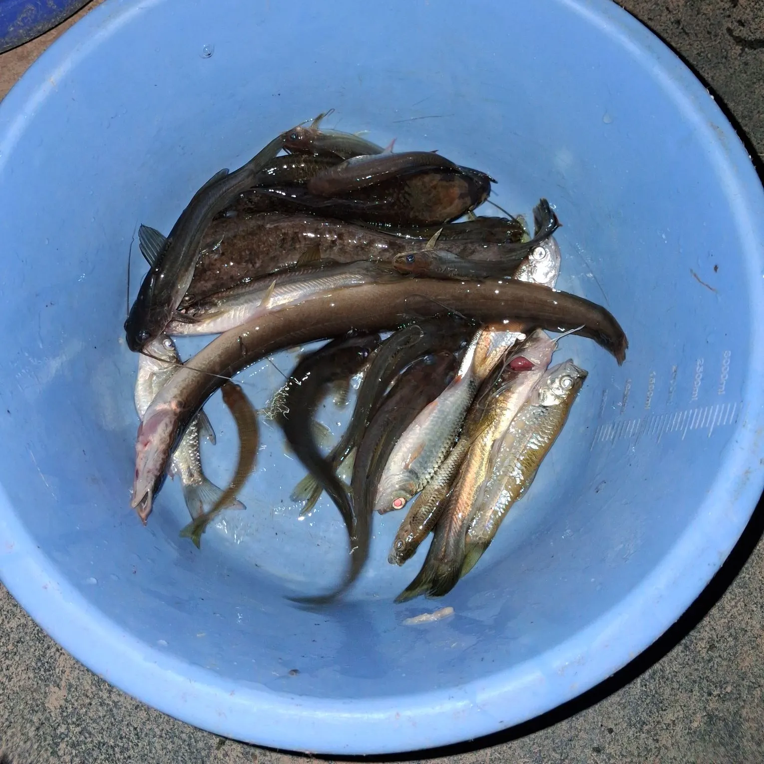 Grass carp caught on Fishbrain