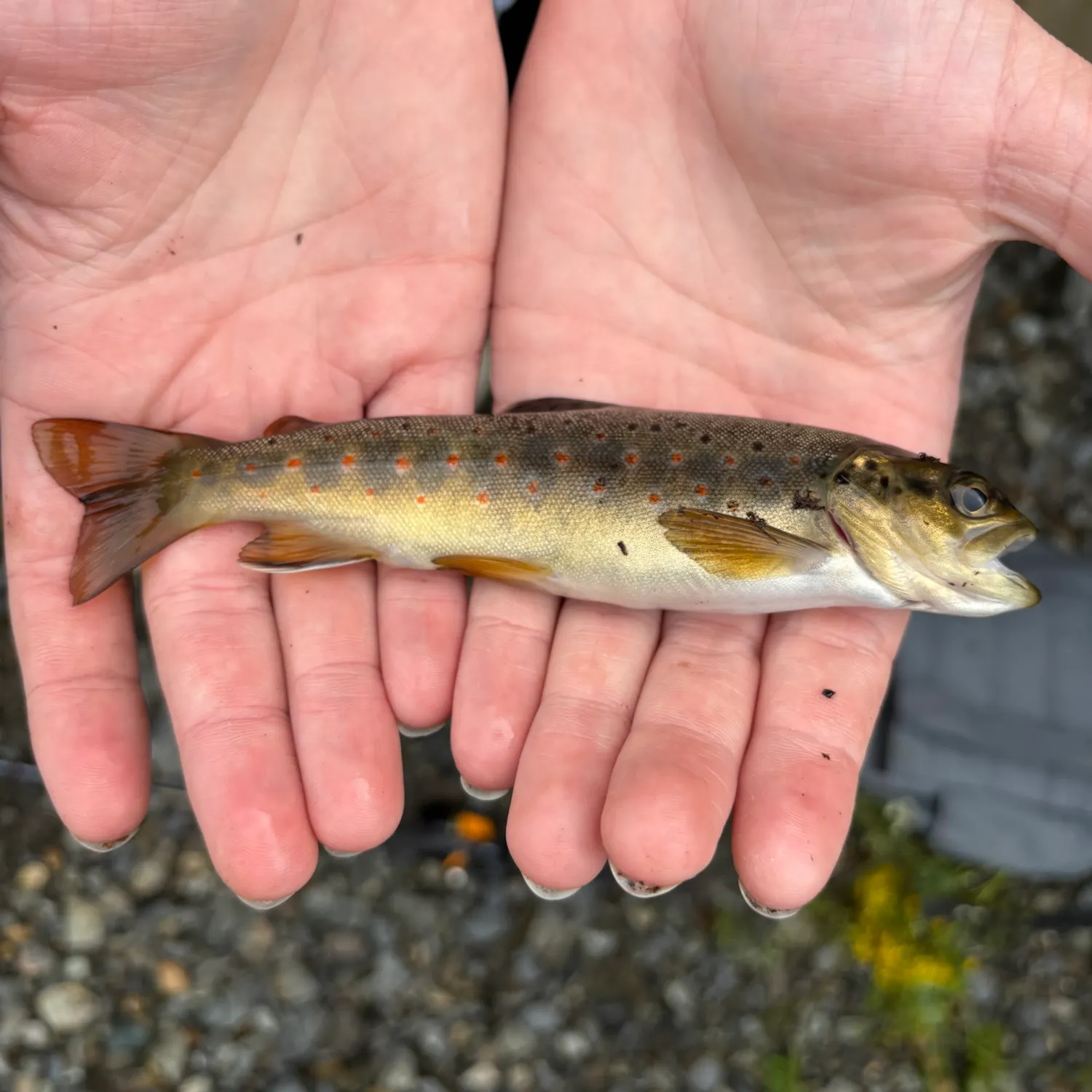 Brown trout caught on Fishbrain