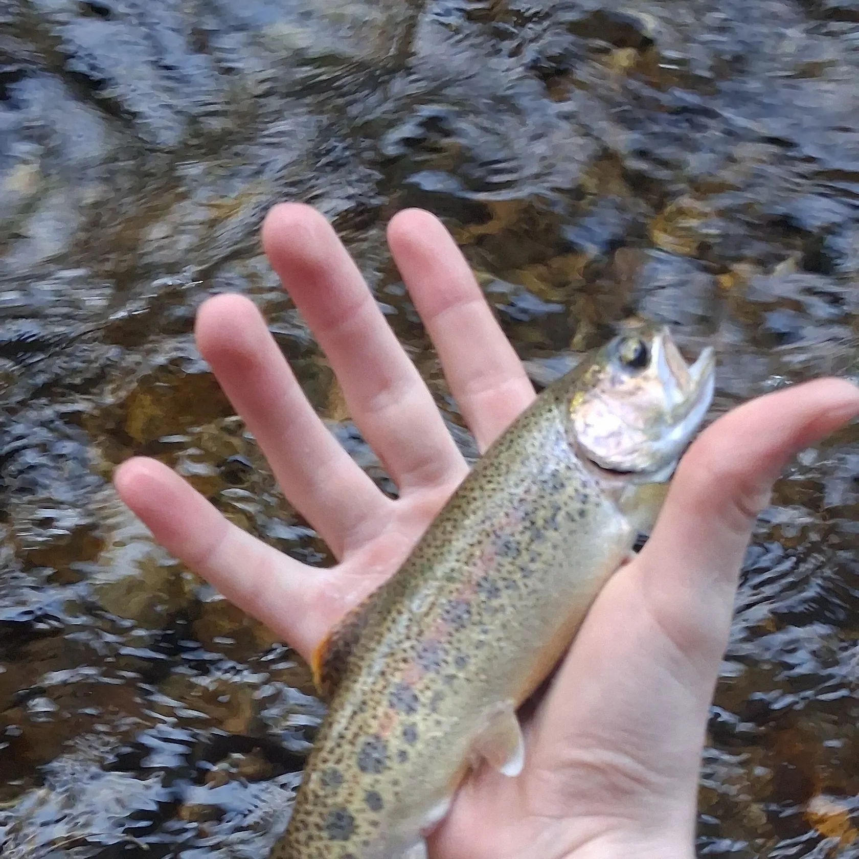 The most recent Coastal rainbow trout catches on Fishbrain
