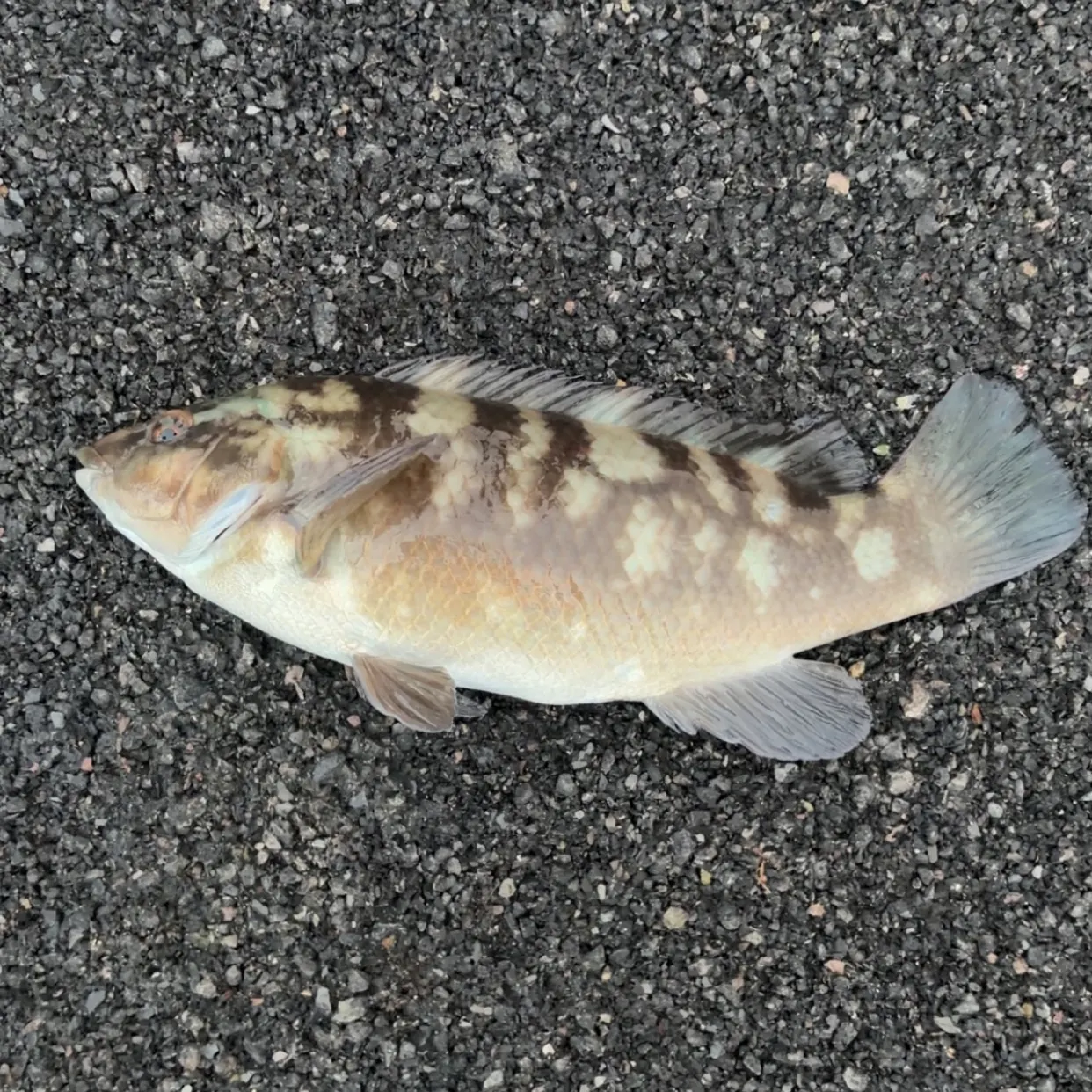 The most recent Ballan wrasse catches on Fishbrain