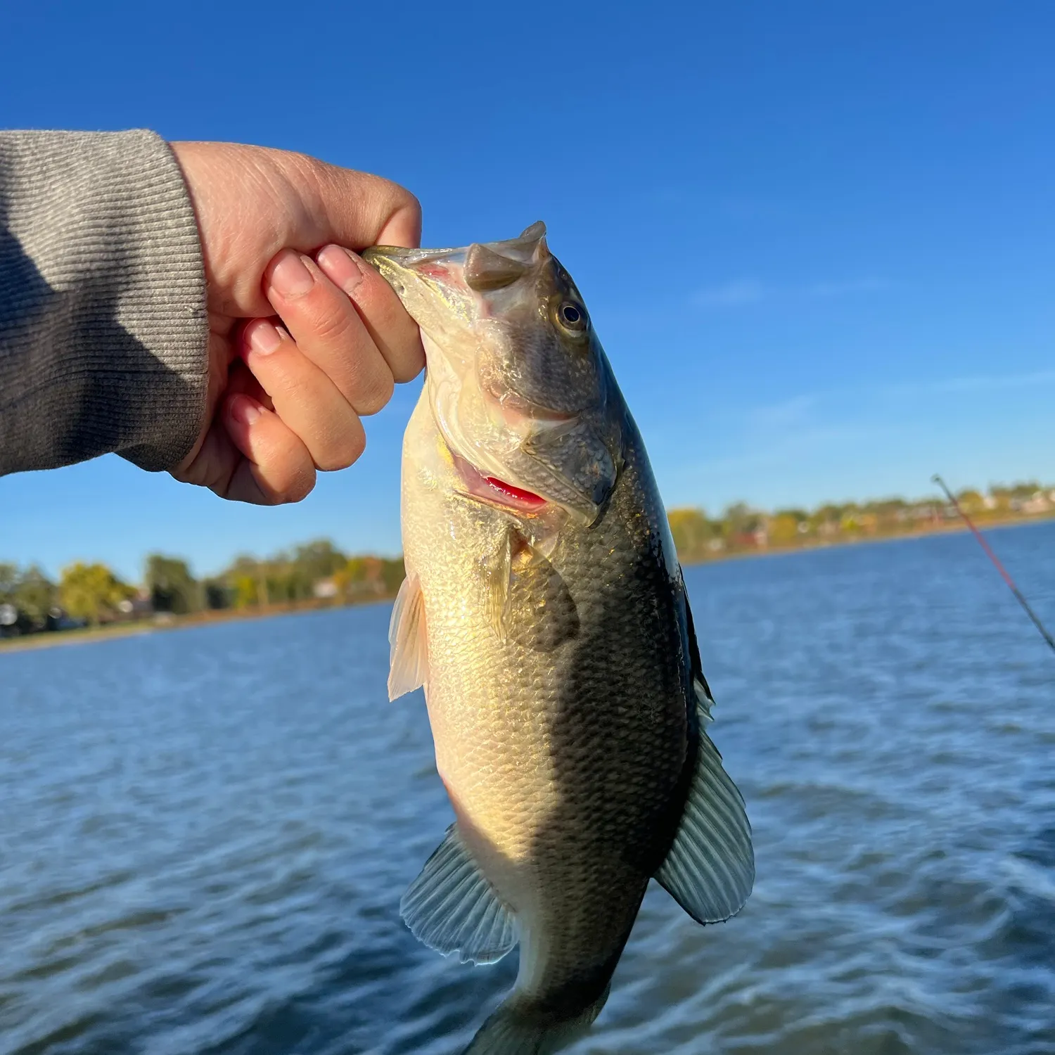 Smallmouth bass caught on Fishbrain