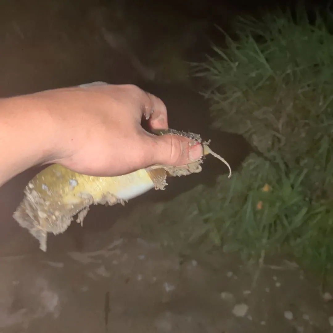 Yellow bullhead caught on Fishbrain
