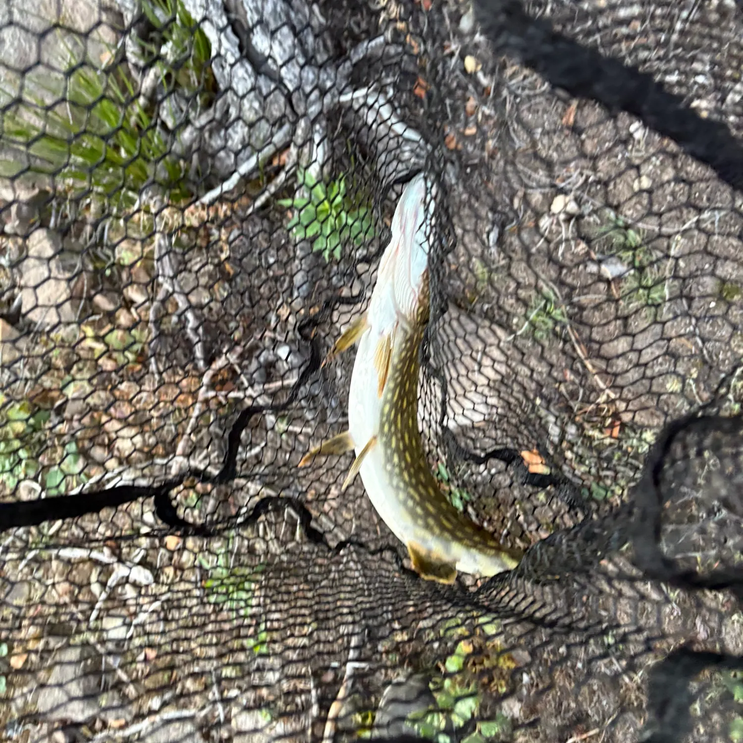 Northern pike caught on Fishbrain