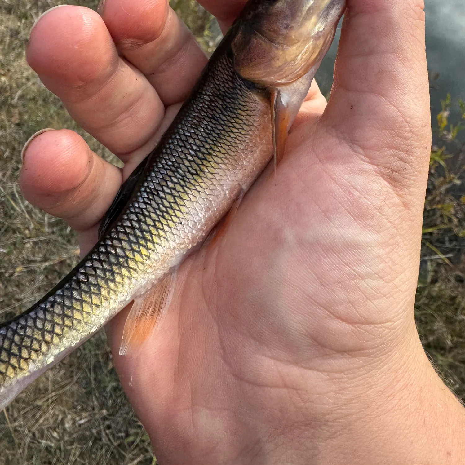 The most recent Creek chub catches on Fishbrain