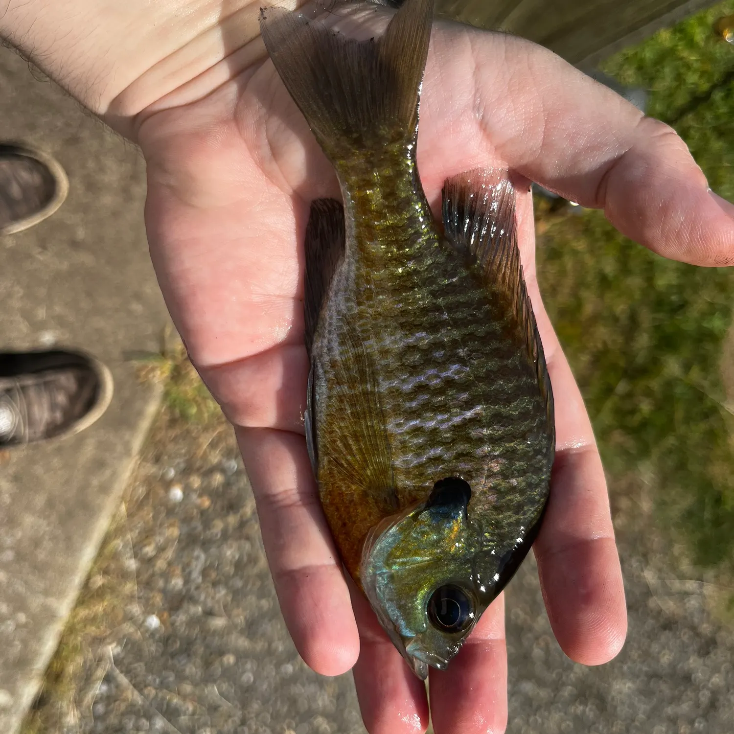 catch