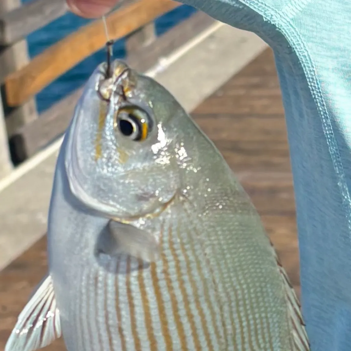 The most recent Bermuda sea chub catches on Fishbrain