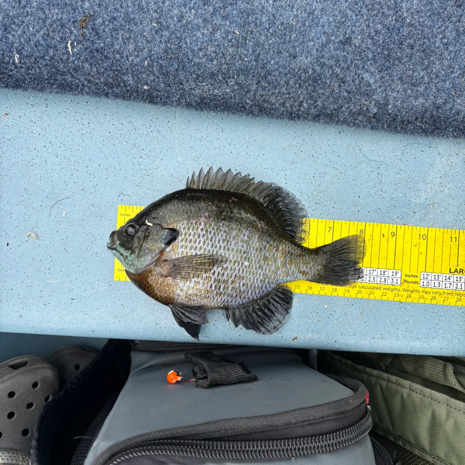 recently logged catches