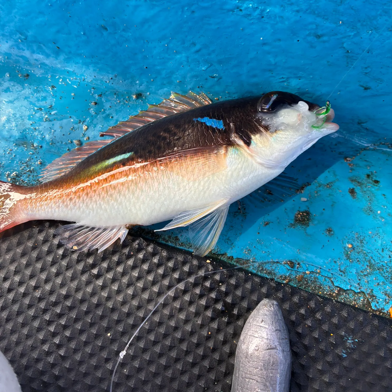 The most recent Trumpet emperor catches on Fishbrain