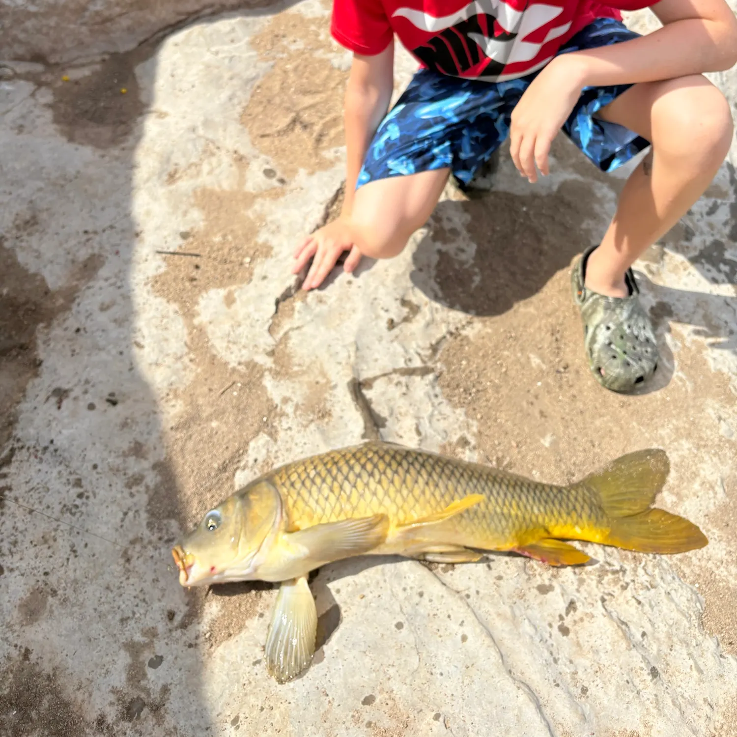 Common carp caught on Fishbrain