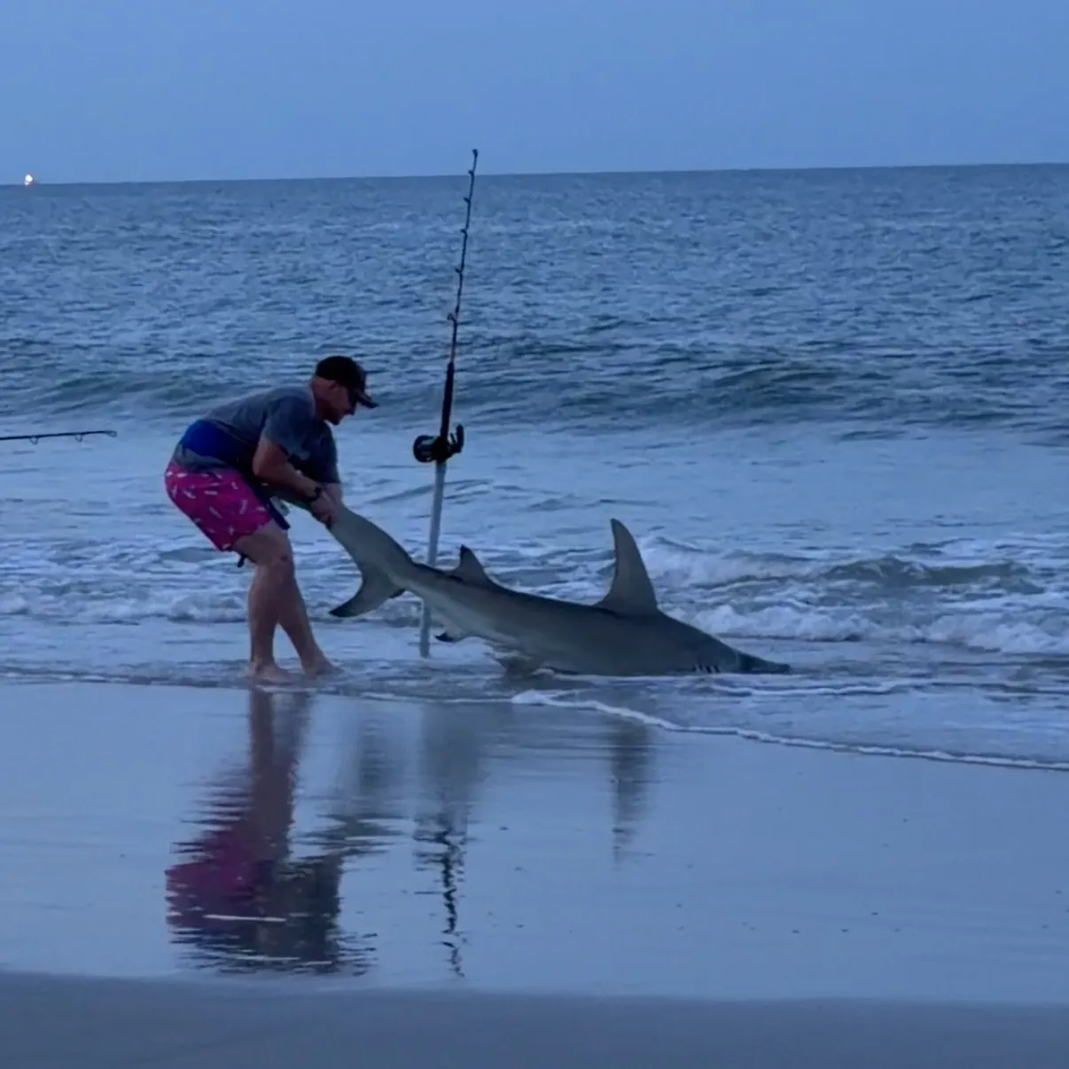 The most recent Great hammerhead shark catches on Fishbrain