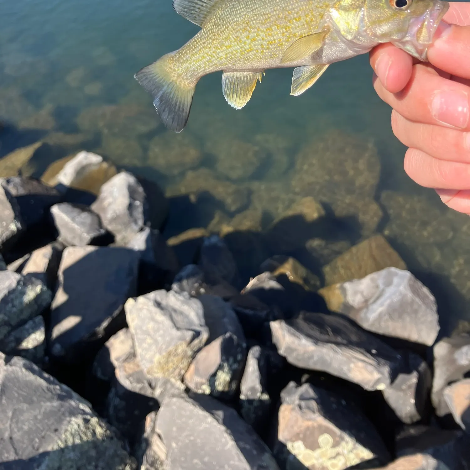 Smallmouth bass caught on Fishbrain