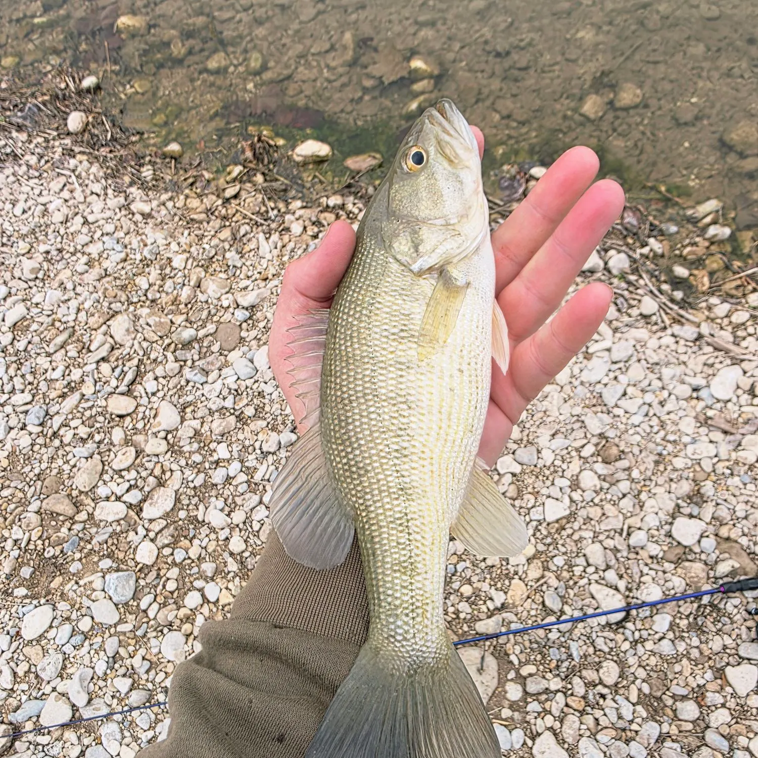 The most recent Guadalupe bass catches on Fishbrain