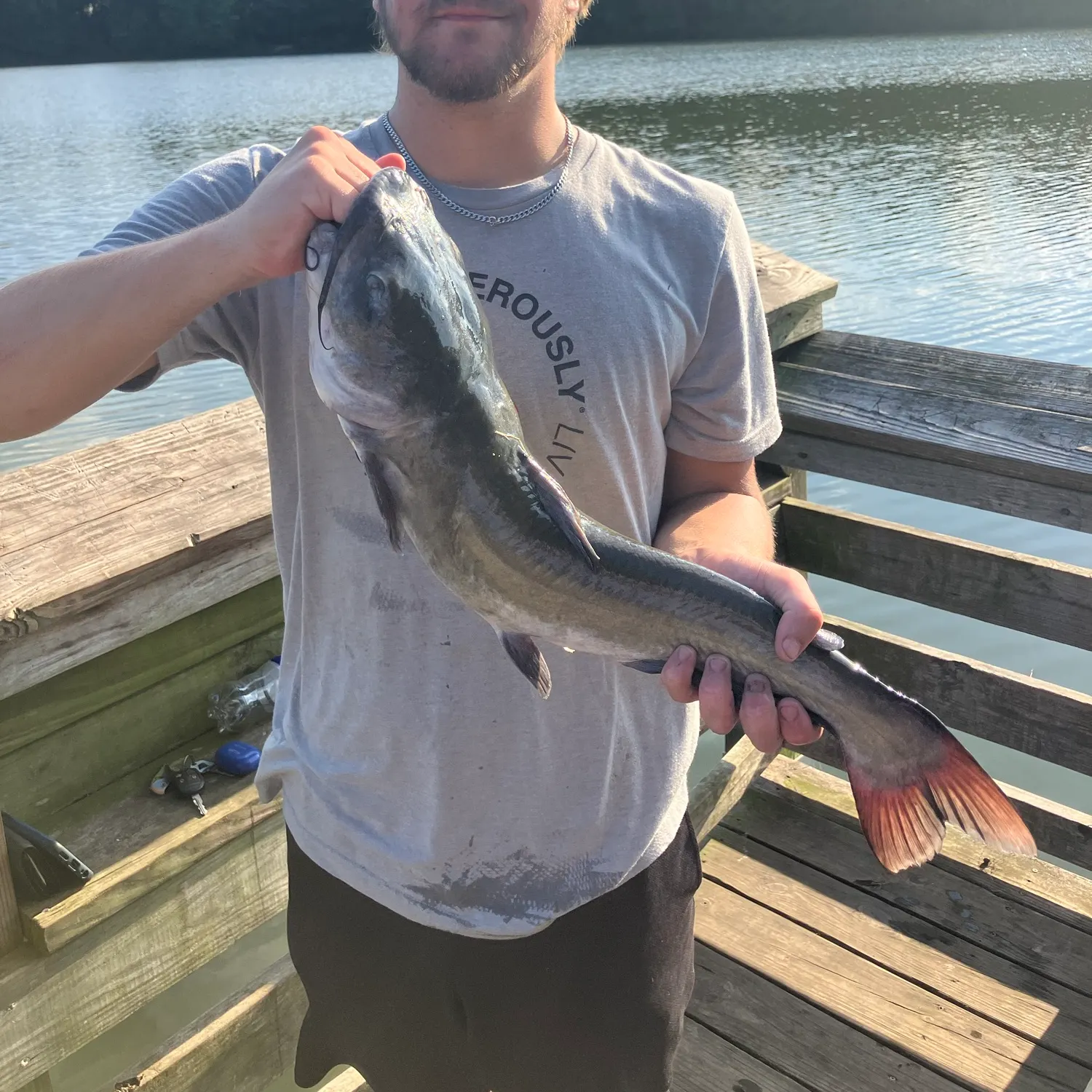 Channel catfish caught on Fishbrain
