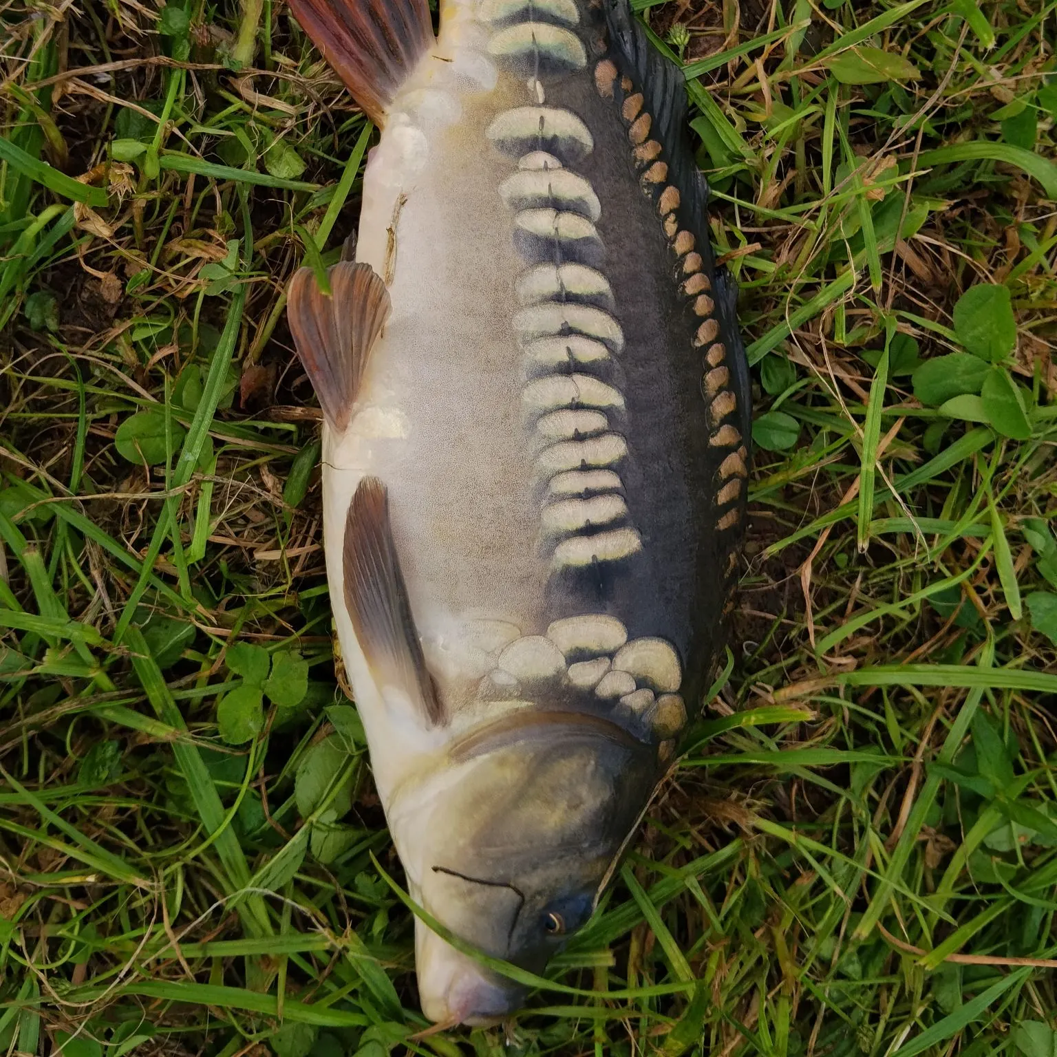 Fish caught on Fishbrain