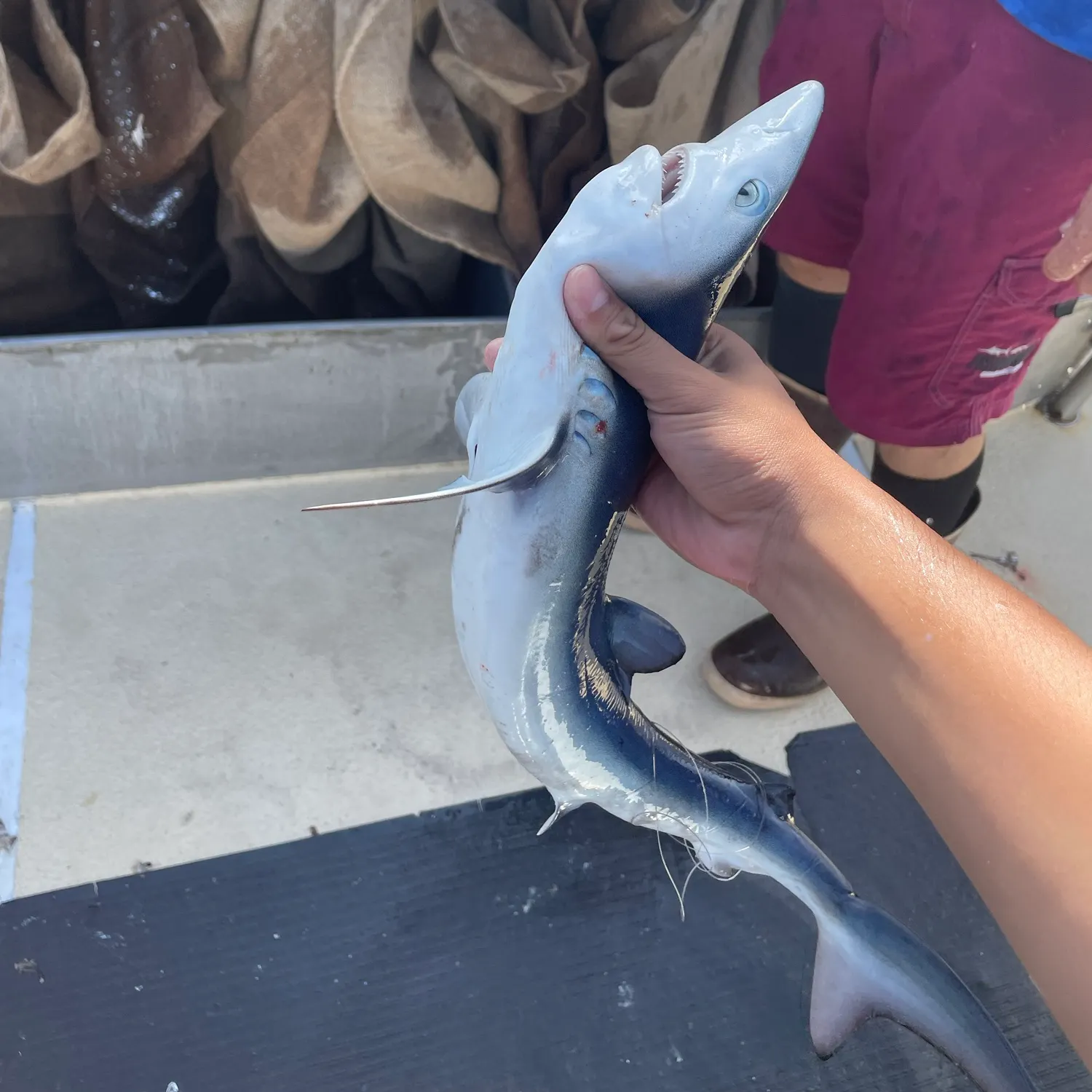 The most recent Blue shark catches on Fishbrain