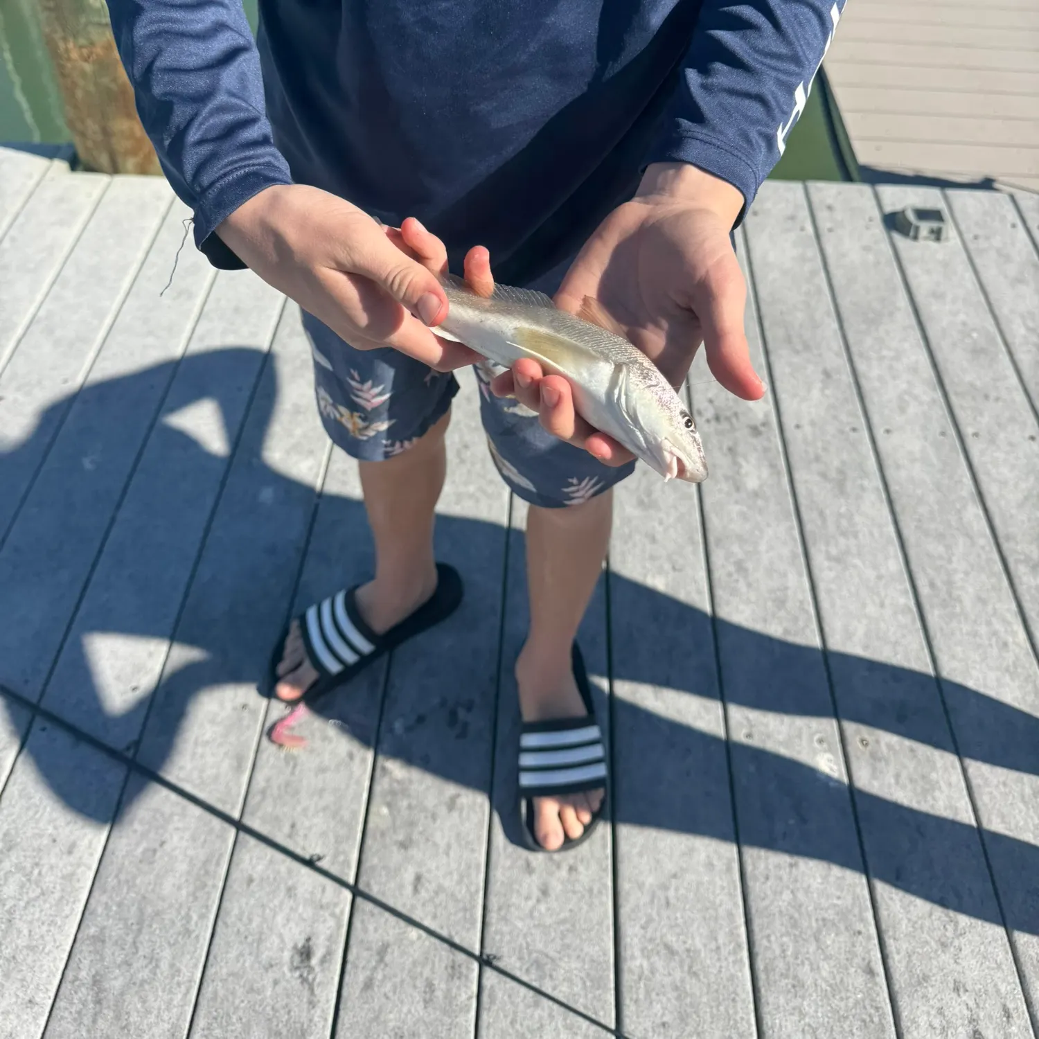 The most recent Red drum catches on Fishbrain