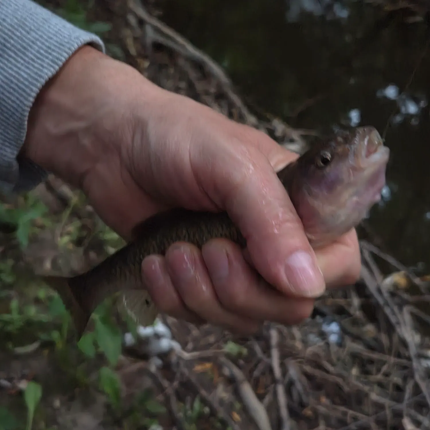 Creek chub caught on Fishbrain