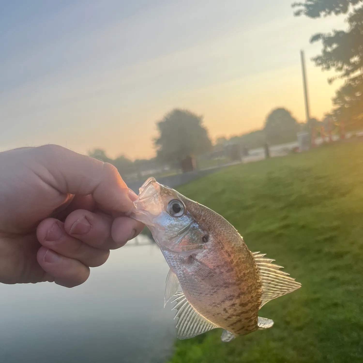 White crappie caught on Fishbrain