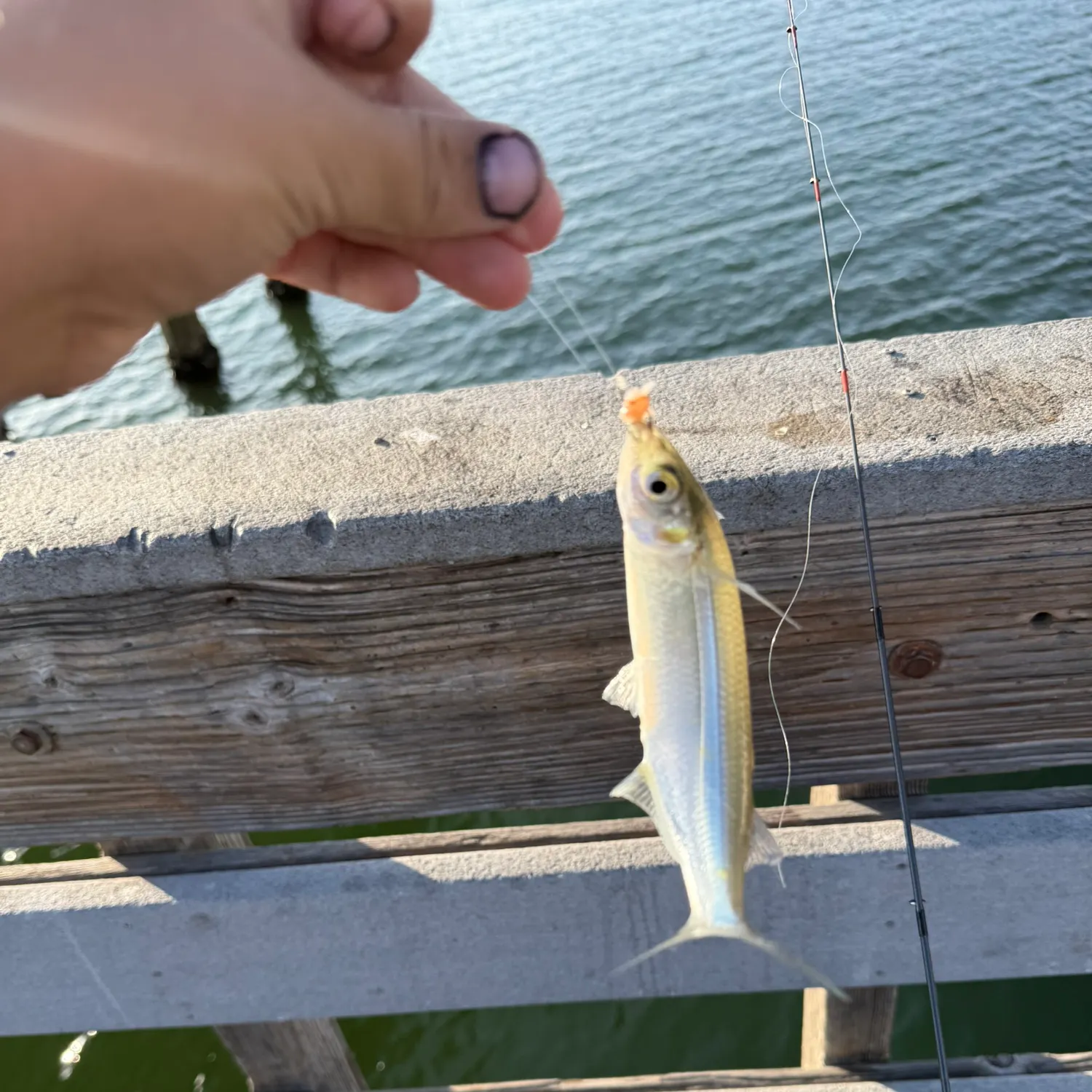 The most recent Topsmelt silverside catches on Fishbrain