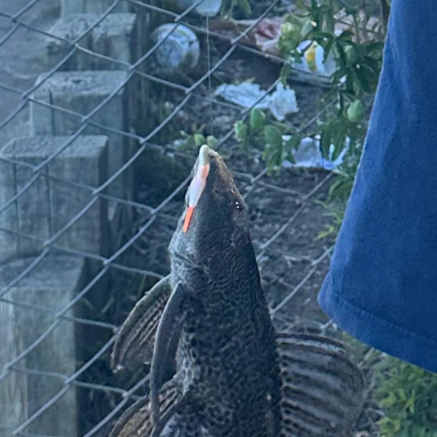 The most recent Orinoco sailfin catfish catches on Fishbrain