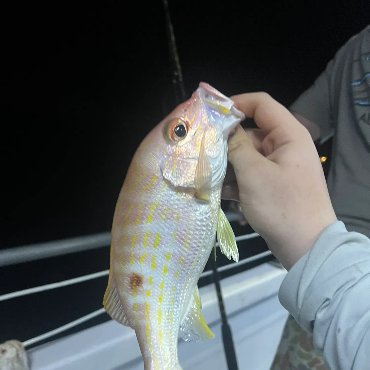 The most recent Lane snapper catches on Fishbrain