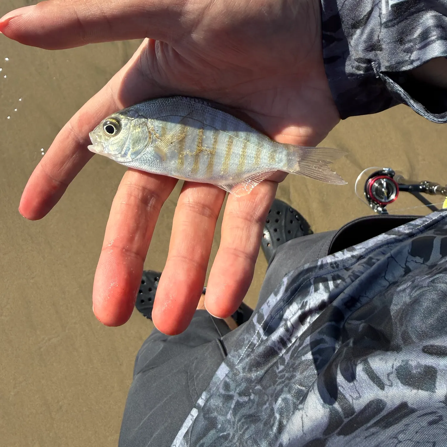 The most recent Barred surfperch catches on Fishbrain