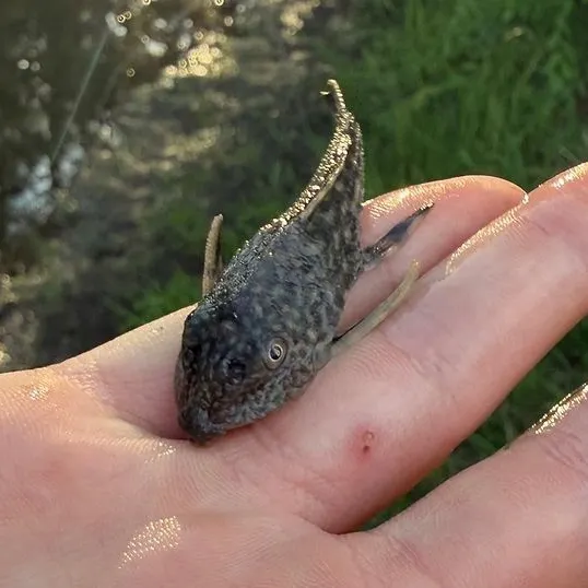 The most recent Suckermouth catfish catches on Fishbrain