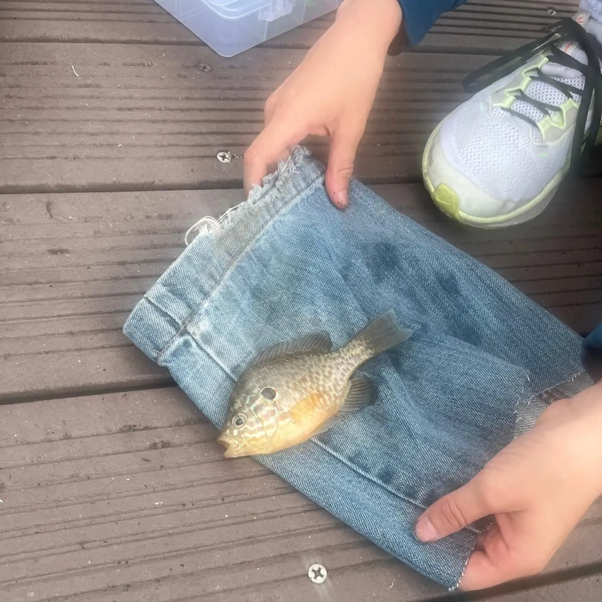 Pumpkinseed caught on Fishbrain