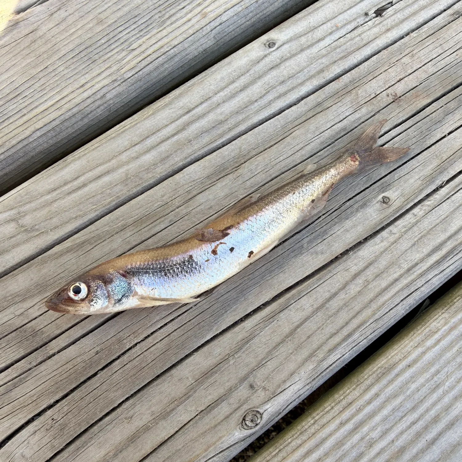 The most recent Pacific rainbow smelt catches on Fishbrain