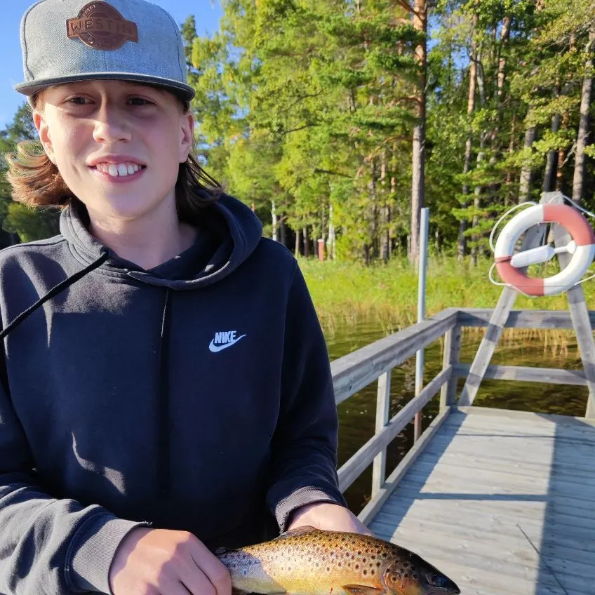Brown trout caught on Fishbrain