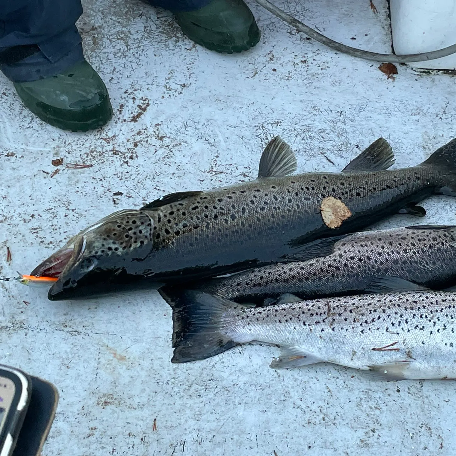 recently logged catches