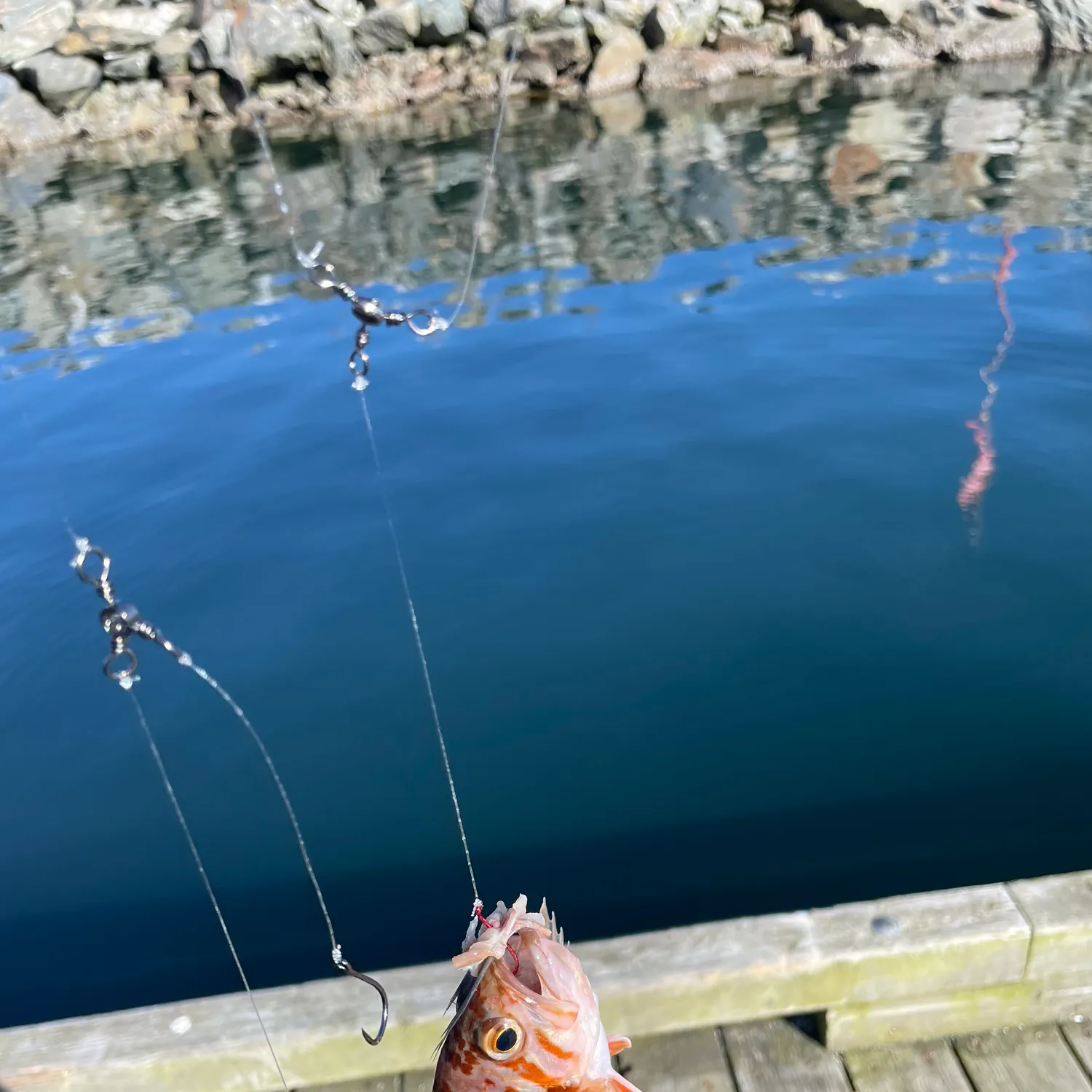 Canary rockfish caught on Fishbrain