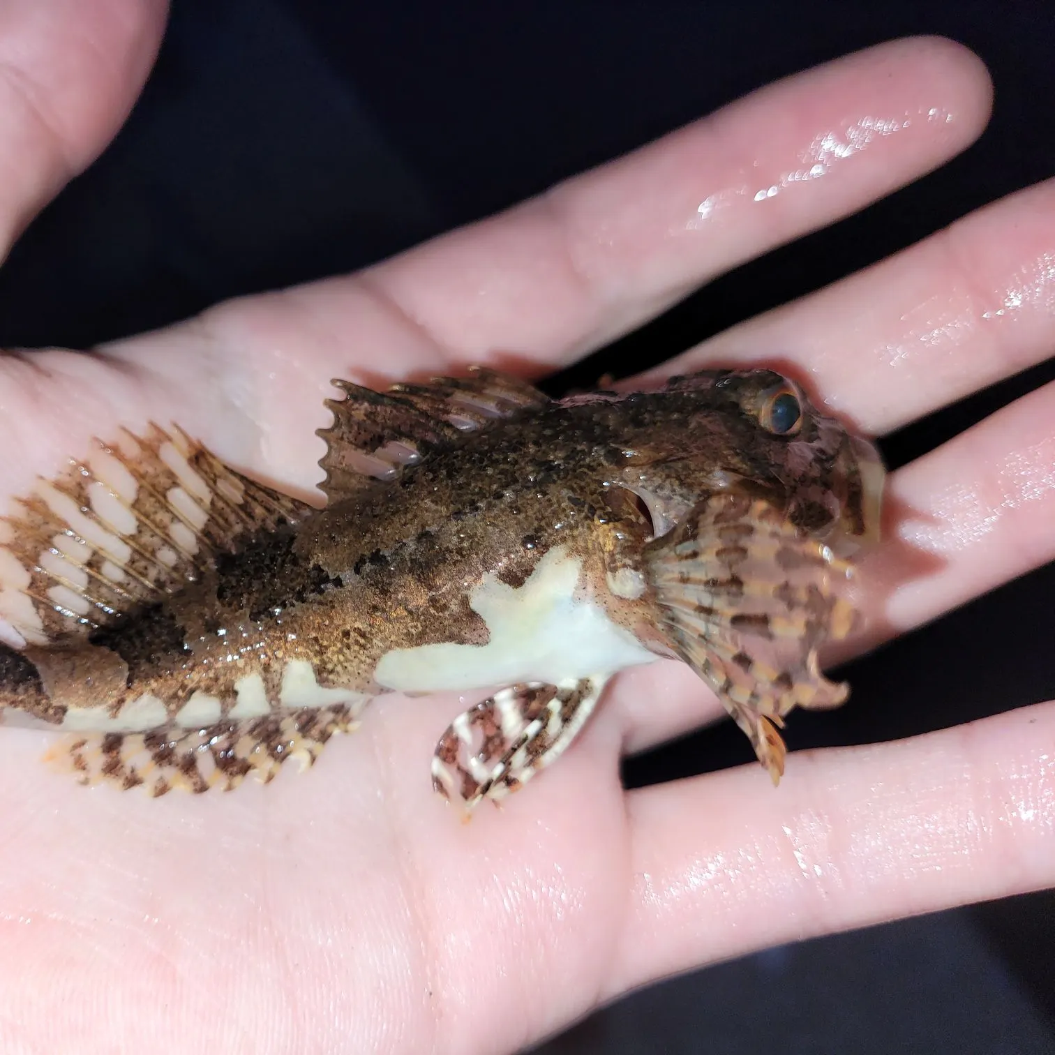 The most recent Grubby sculpin catches on Fishbrain