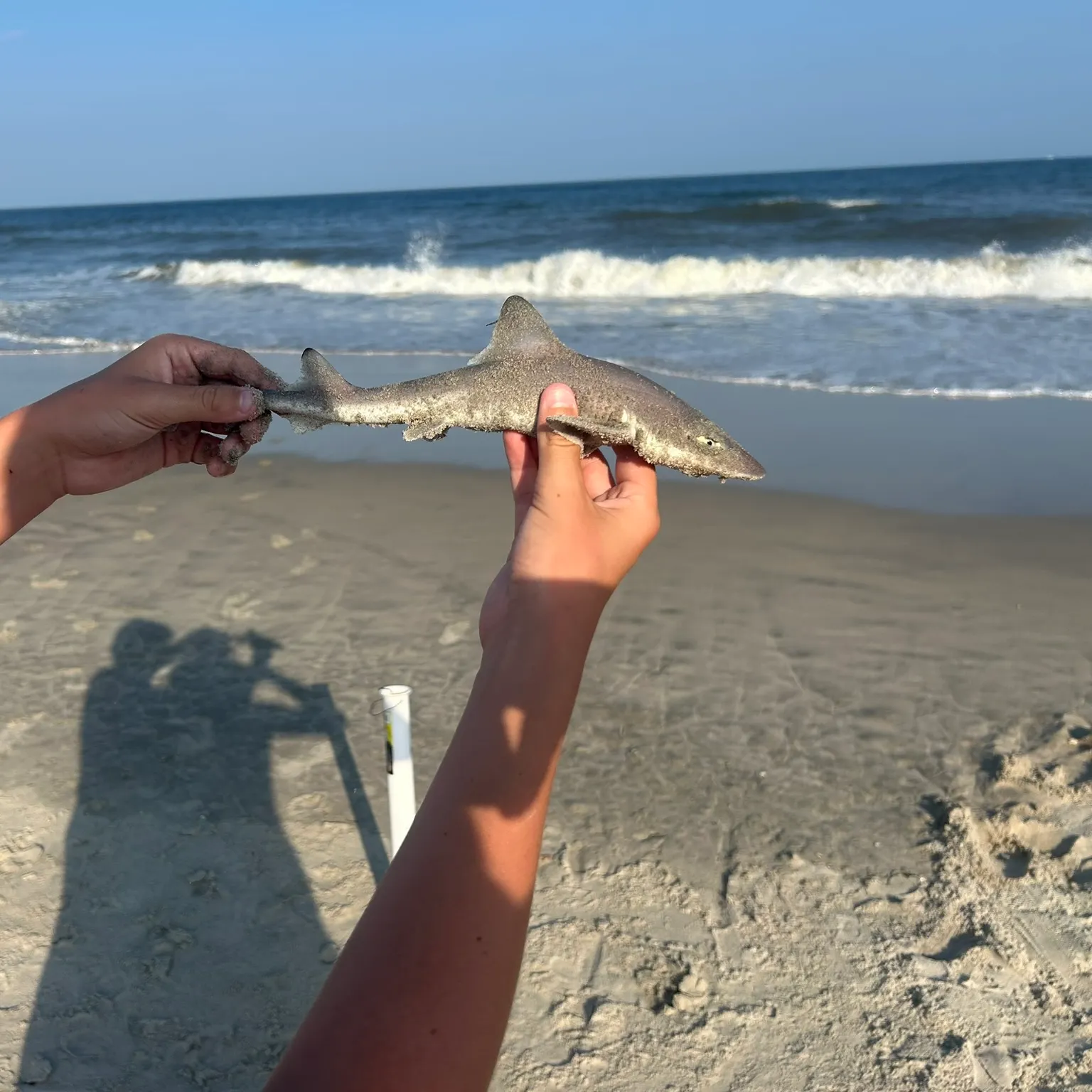 The most recent Grey smooth-hound catches on Fishbrain