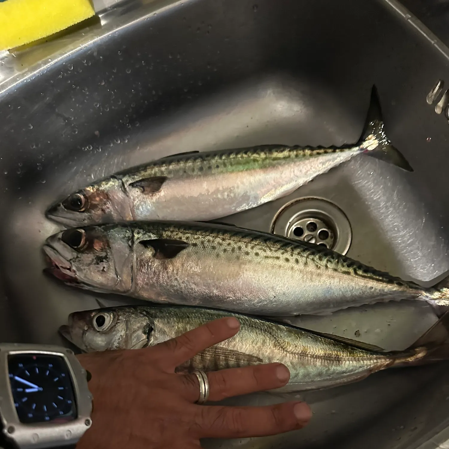 The most recent Chilean jack mackerel catches on Fishbrain