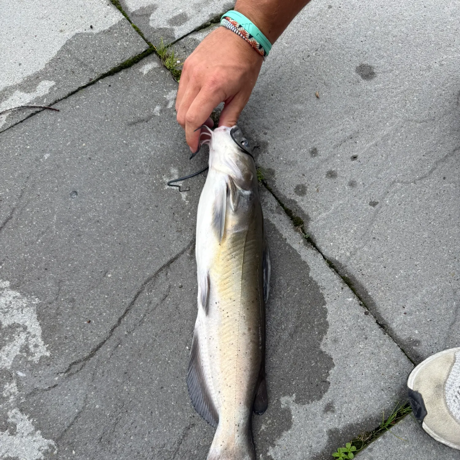 Channel catfish caught on Fishbrain