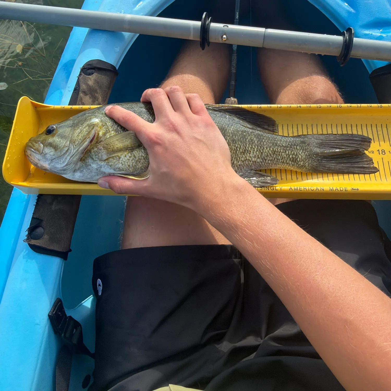 Smallmouth bass caught on Fishbrain