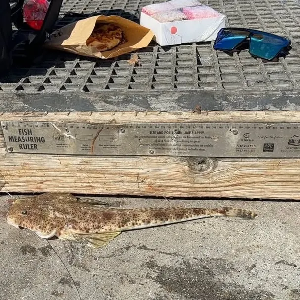 Blue-spotted flathead caught on Fishbrain
