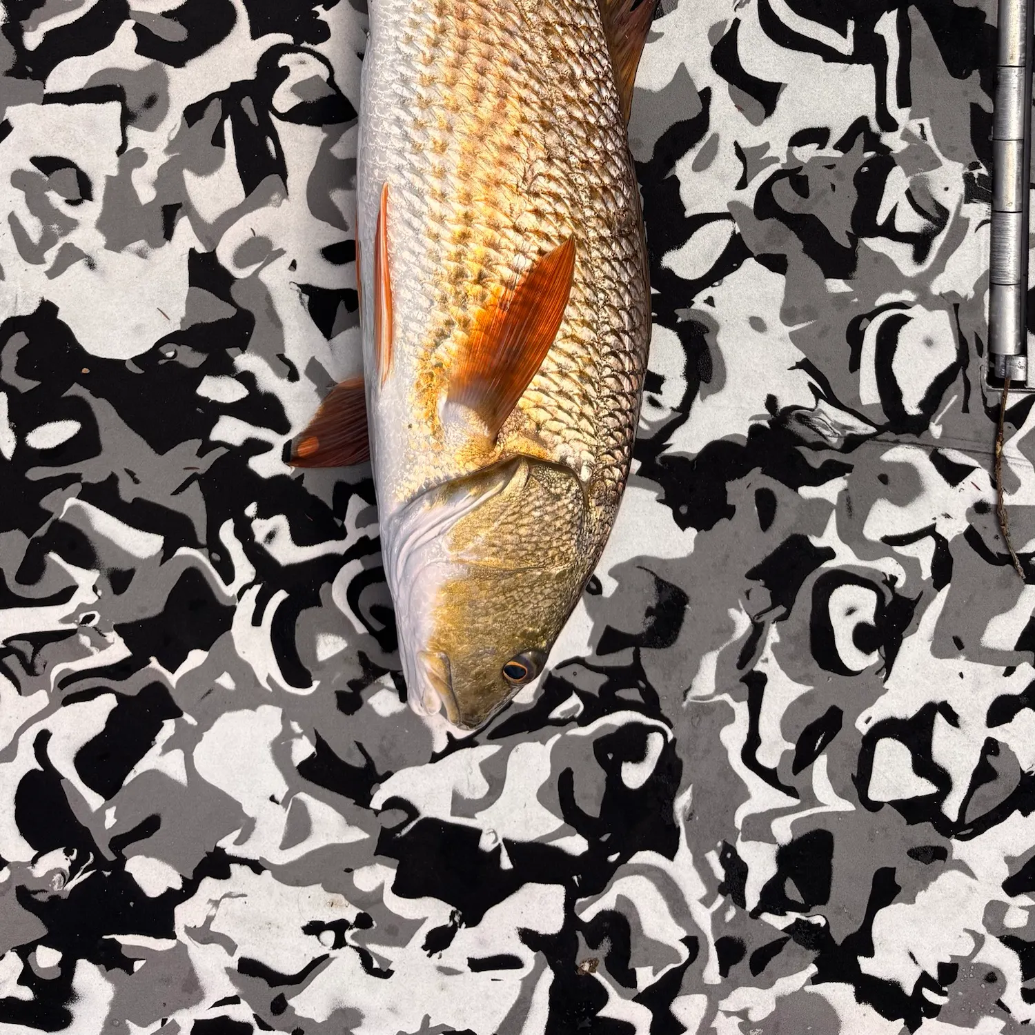 Red drum caught on Fishbrain