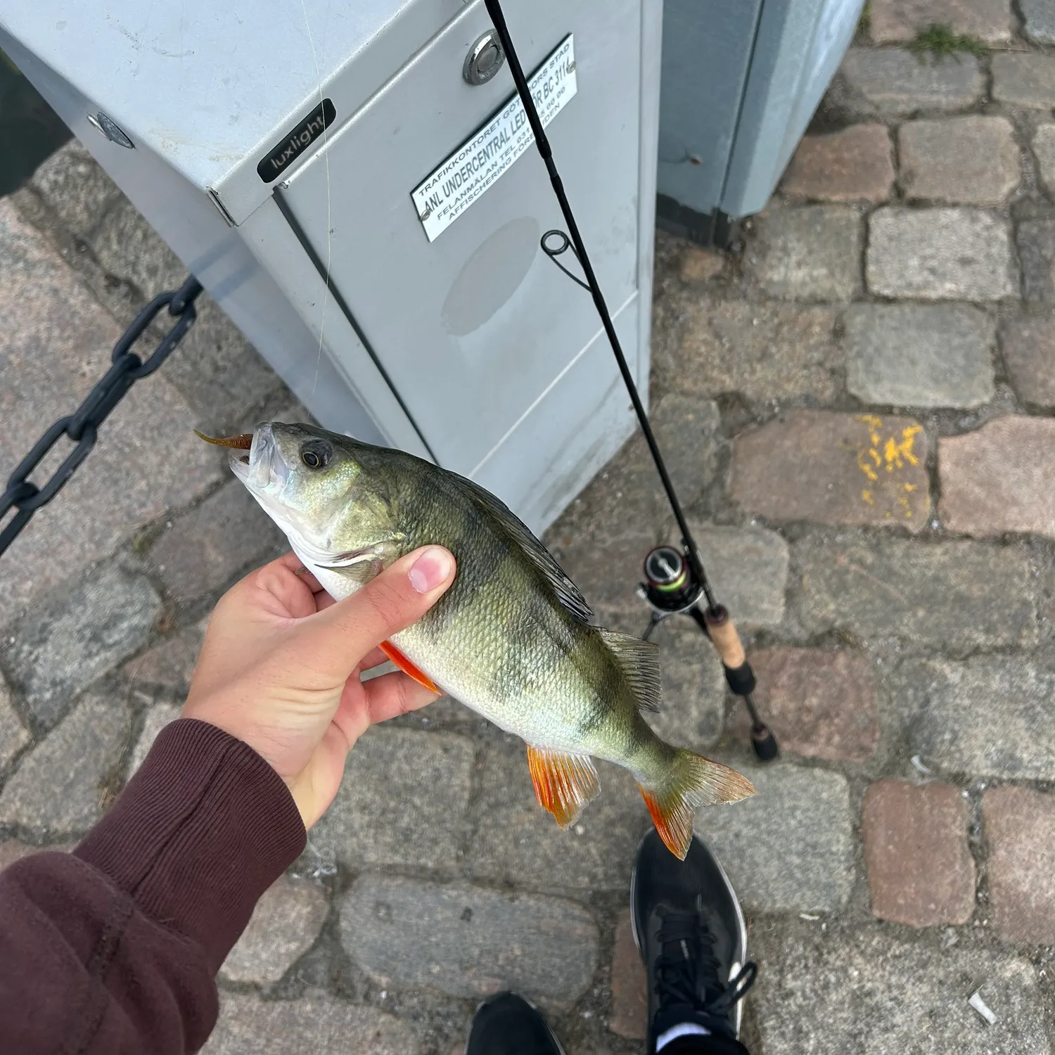 European perch caught on Fishbrain