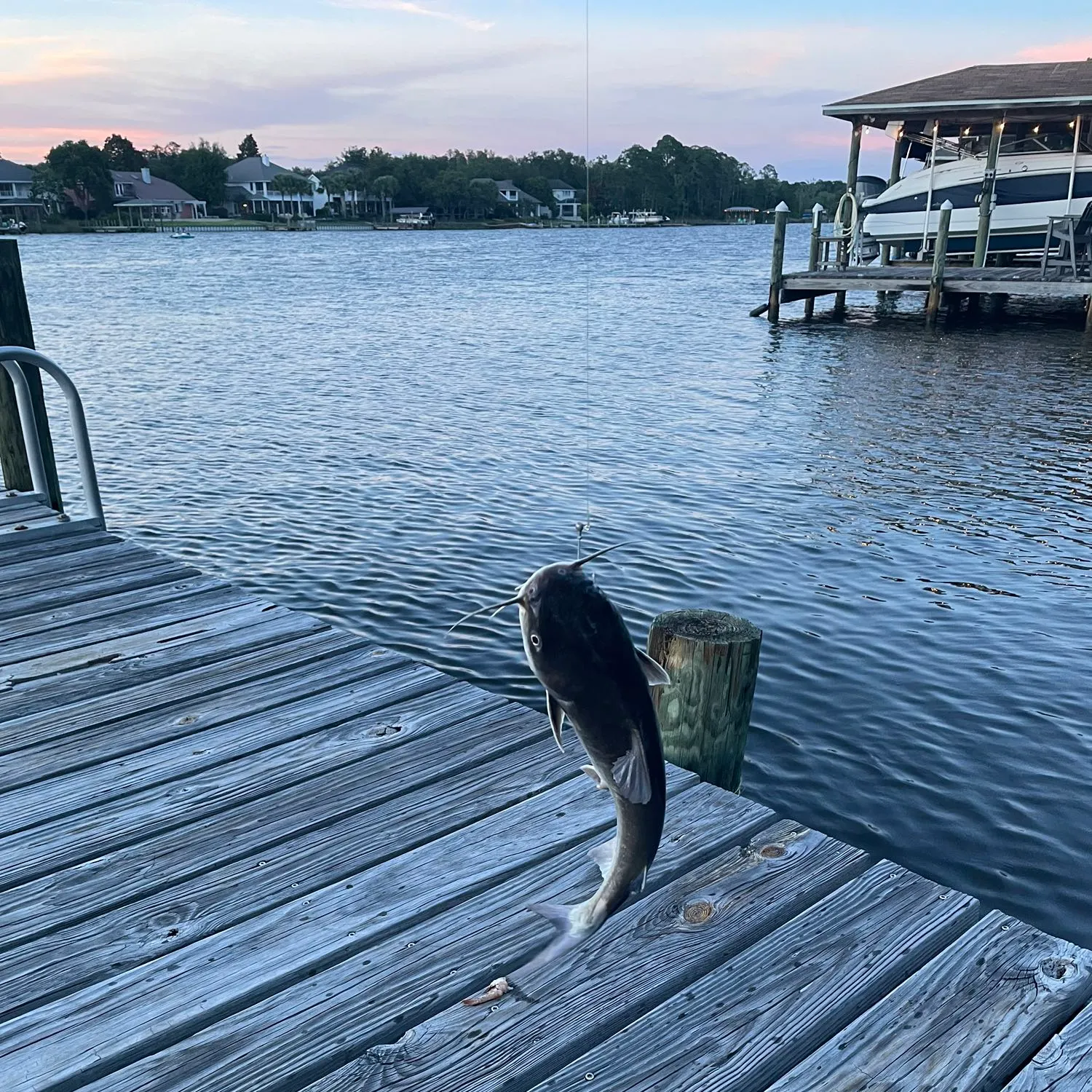 recently logged catches