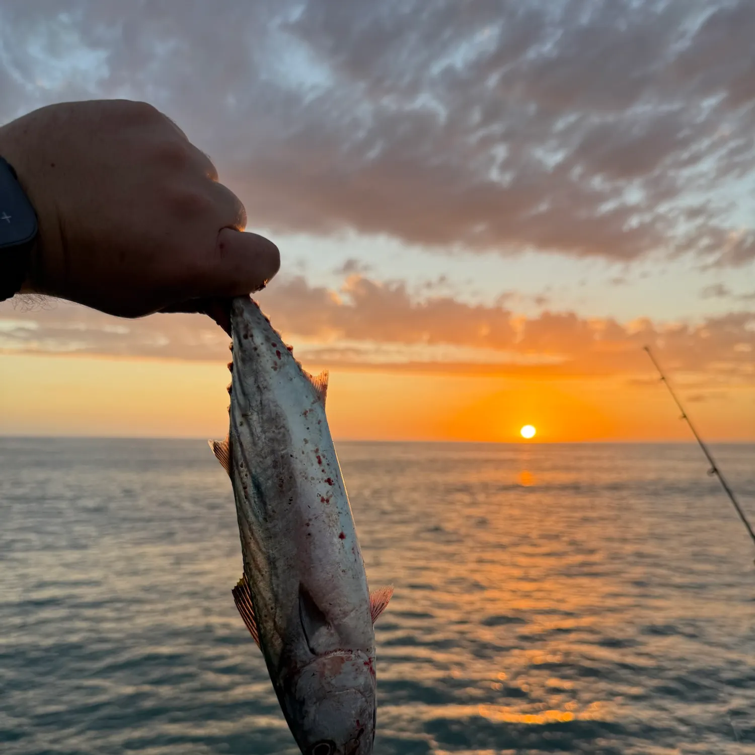 Pacific bonito caught on Fishbrain