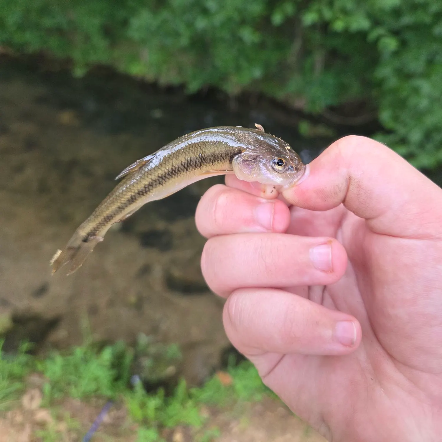 The most recent Creek chub catches on Fishbrain