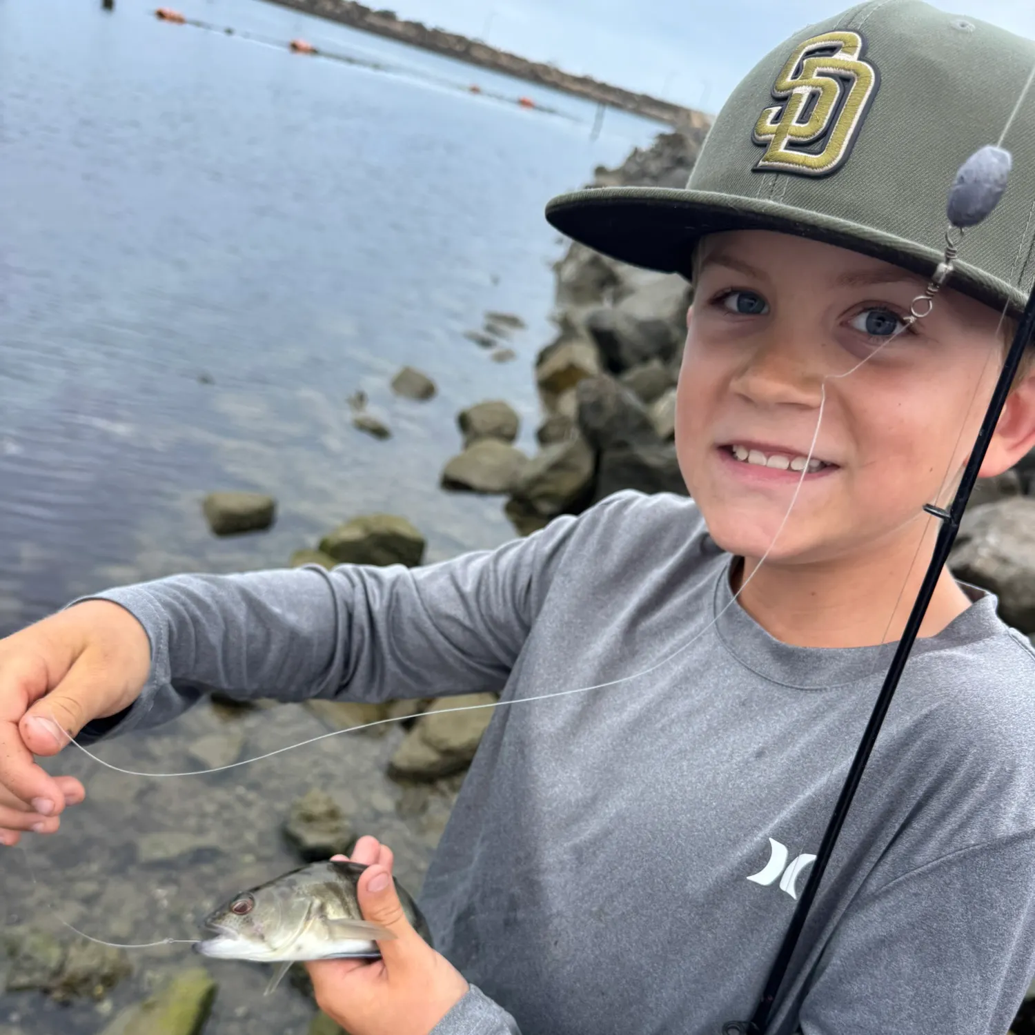 The most recent Spotted seabass catches on Fishbrain
