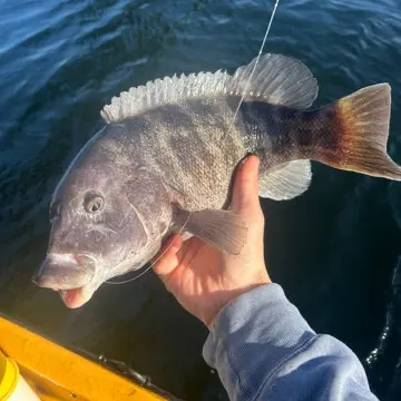 Tautog caught on Fishbrain