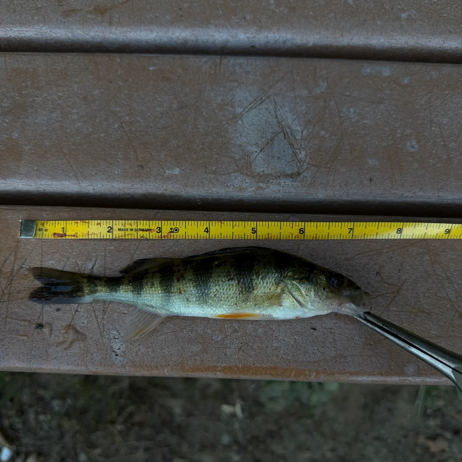Yellow perch caught on Fishbrain