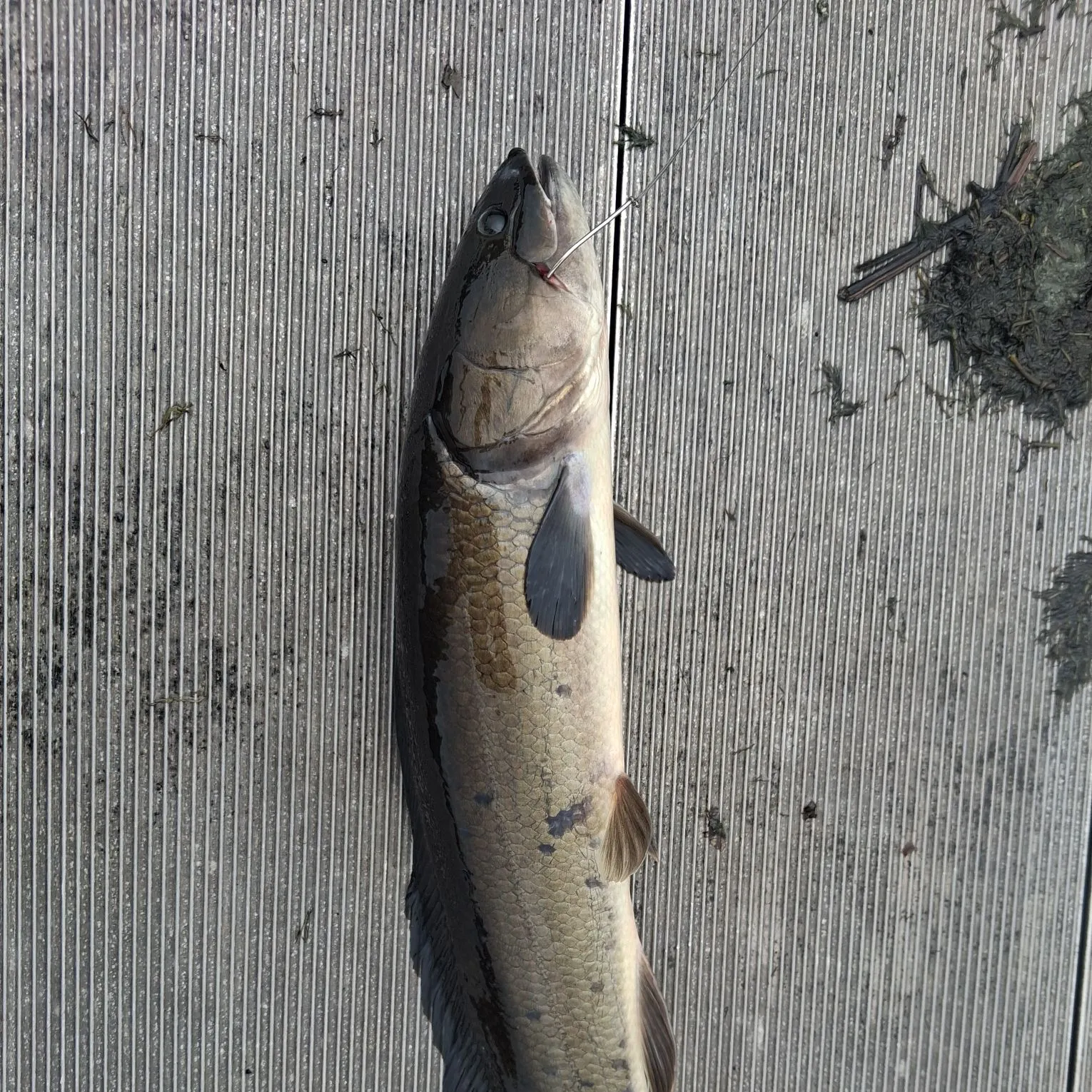Ruddy bowfin caught on Fishbrain